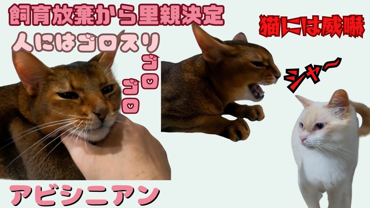 飼育放棄から里親決定のアビシニアン人にはゴロスリ猫には威嚇（保護猫カフェ猫の木）十三駅Abandoned Abyssinian cats will be fostered
