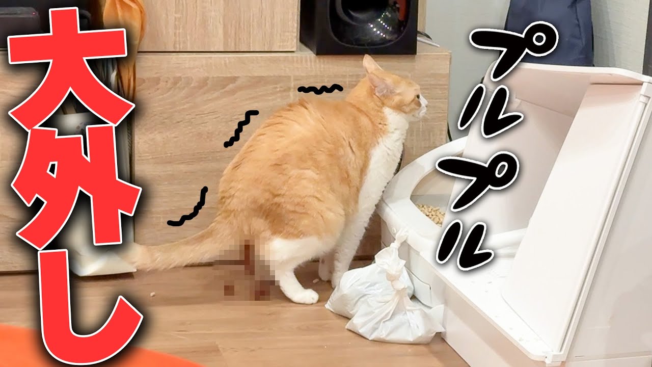 【惜しい】トイレの目の前の床でとんでもない快便をしてしまう猫