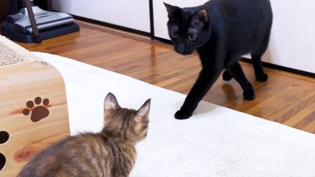 【黒猫と子猫の初対面】末っ子猫がお兄ちゃんに！わんぱく猫が子猫2匹の前ではこうなりました！