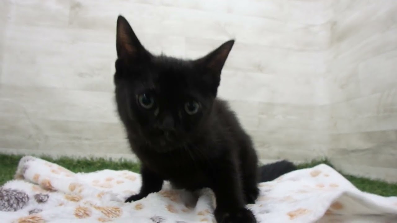 Coo&RIKU　No00651639 ボンベイ