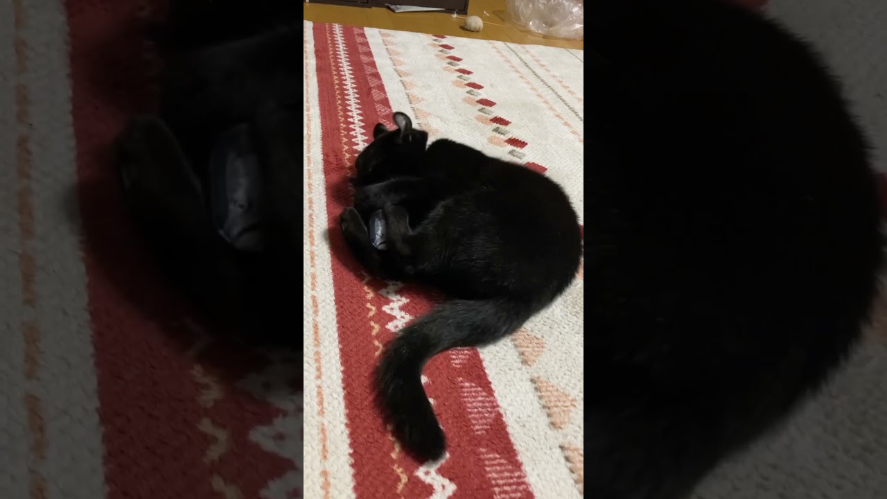 けりけりけり！連続キックなエマ様 #cat #猫 #アメリカンカール #ねこ #猫のいる暮らし