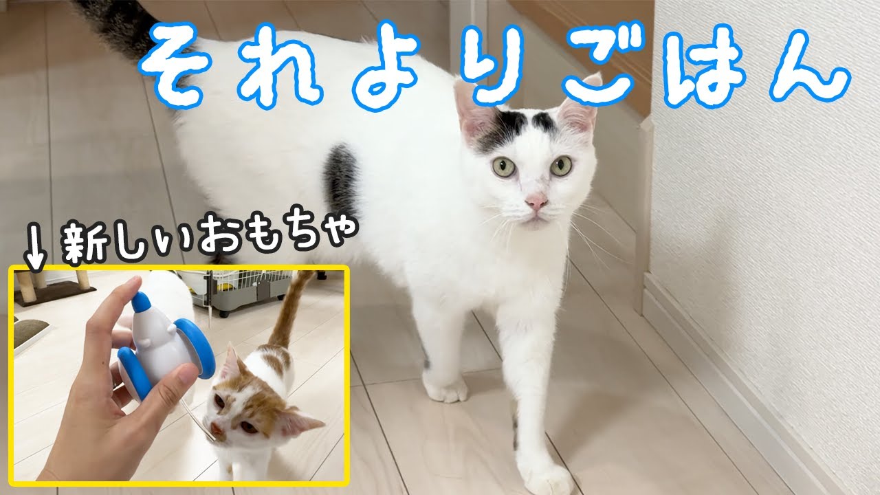 新しいおもちゃよりもごっはーんな猫チロさん