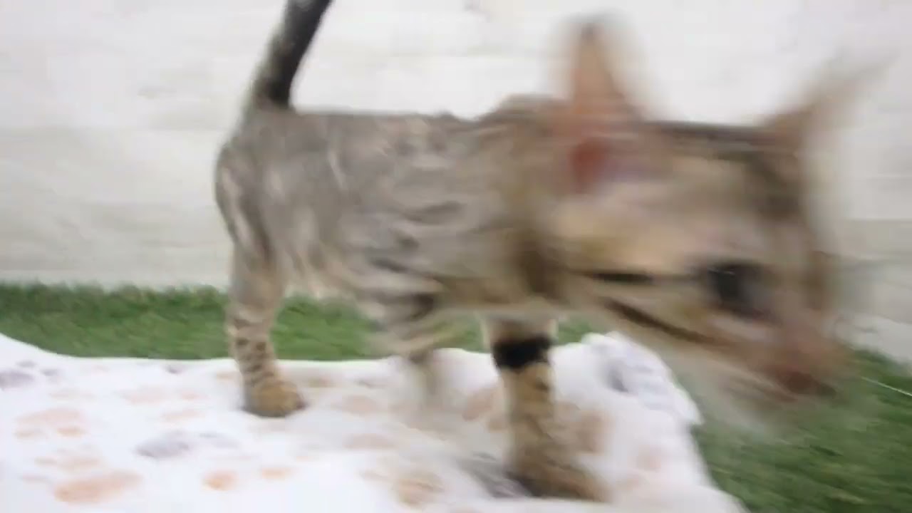 Coo&RIKU　No00651588 ベンガル