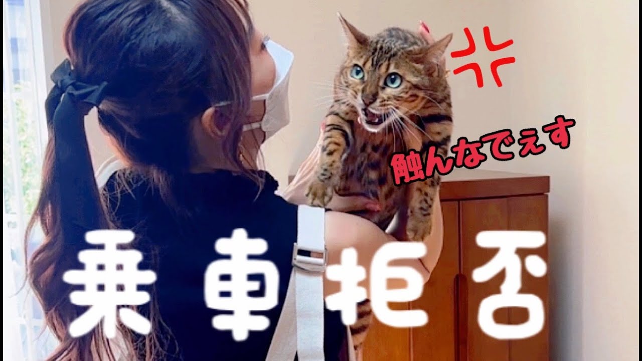 【猫詰め】女子猫3匹が全力で乗車拒否します