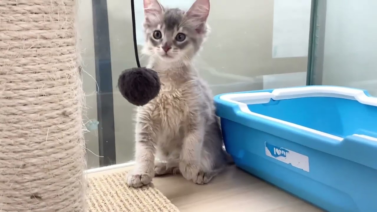 【 ソマリ 】元気いっぱい！人懐っこい女の子♡