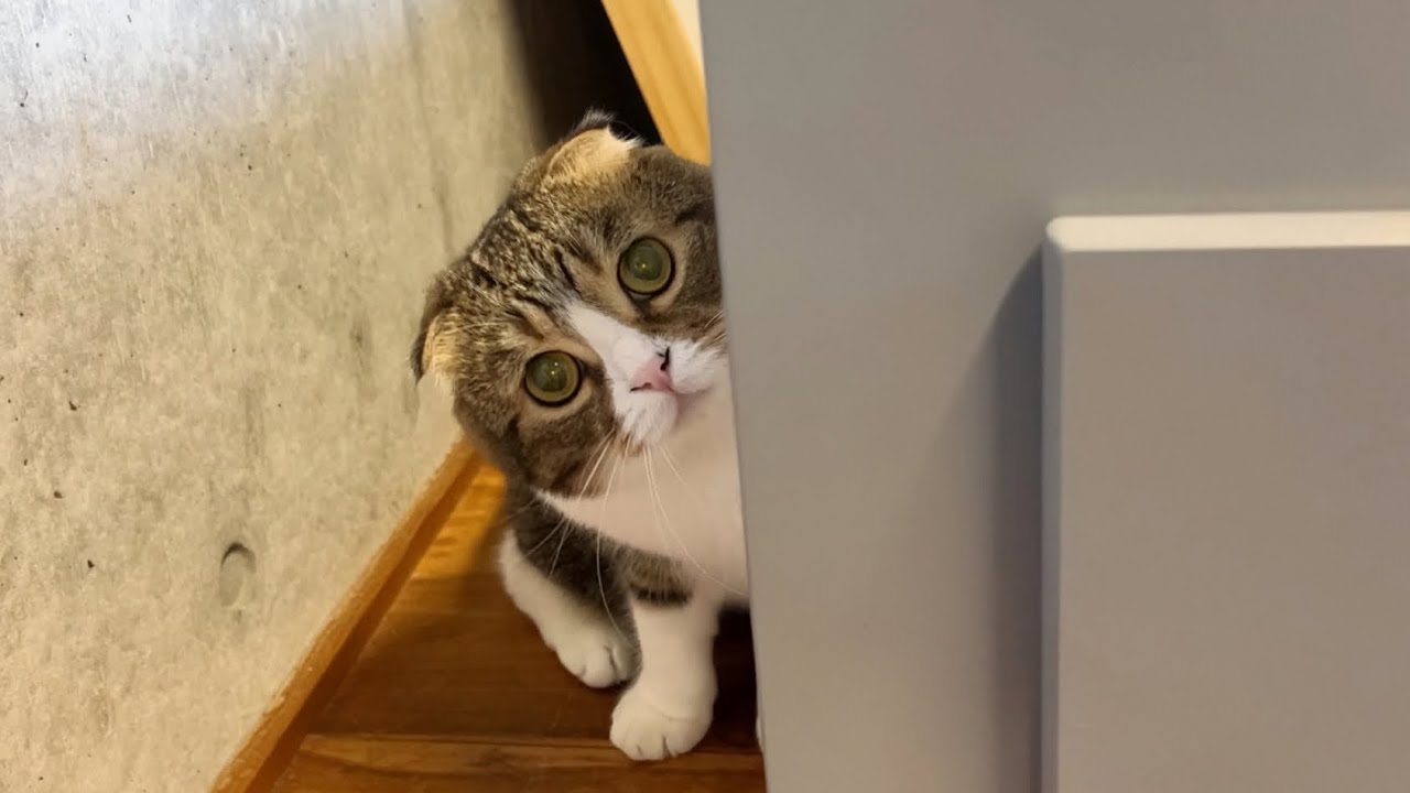 ママの実家からどうしても帰りたくない猫が出てこなくなっちゃいました…汗