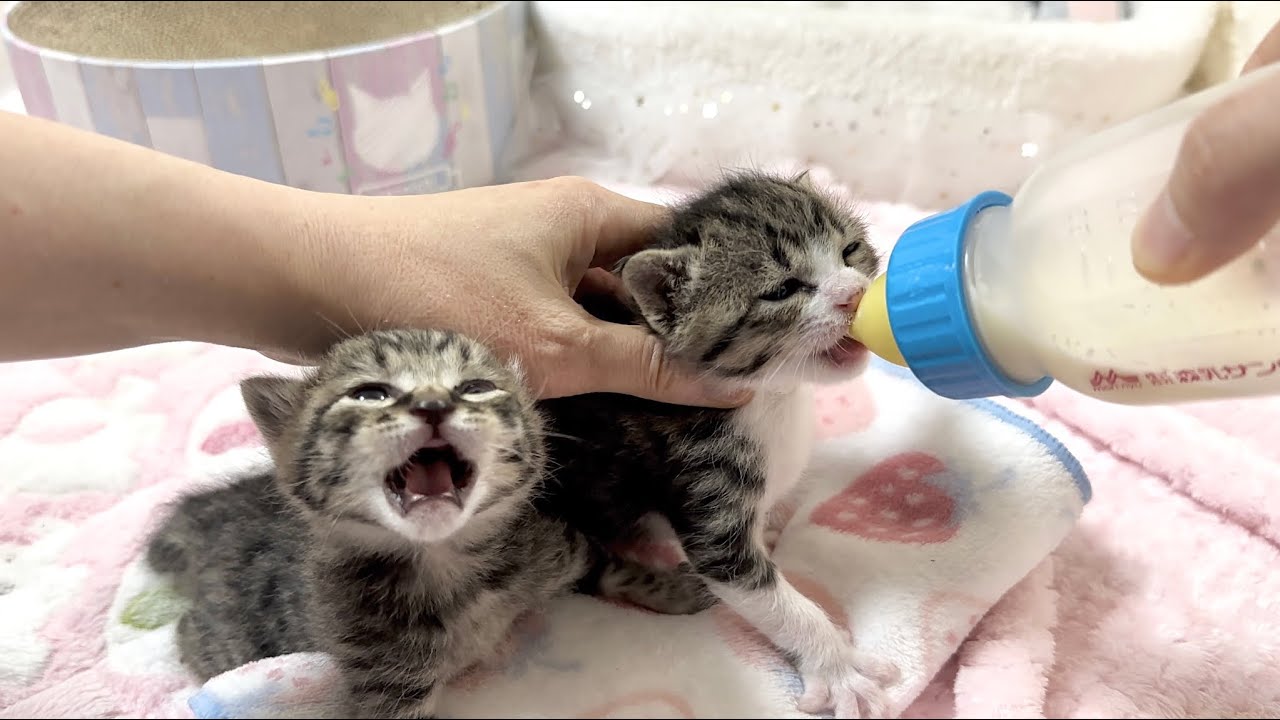 生後18日 早くミルクが飲みたい子猫と絶対譲りたくない子猫【山菜兄妹#17】Kitten who wants to drink milk as soon as possible.