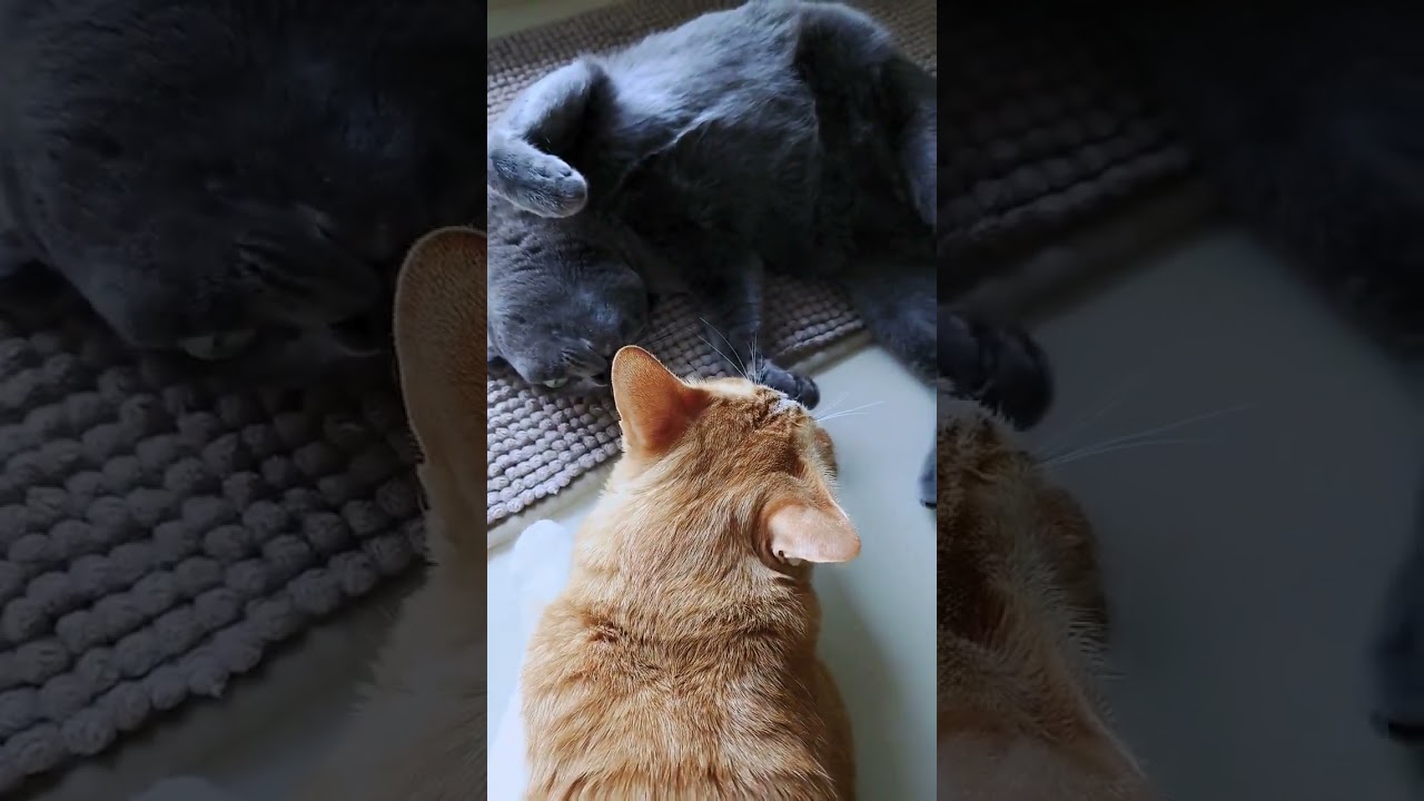 ツンデレ猫  #寝返り #睨む #頭はたく #襲われる #shorts