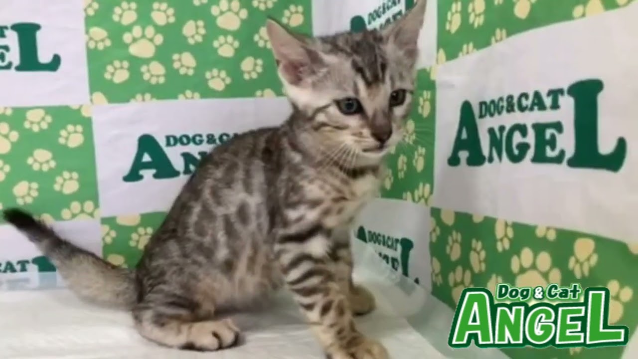 ベンガル 2309175 【ペットショップエンゼル　子犬・子猫販売】