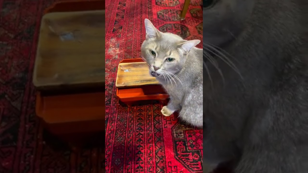 #風の猫　マグロとホタテカップを綺麗に食べて..　おばあちゃんがすぐにくれないから..　食べたい台に乗る猫…　#shorts