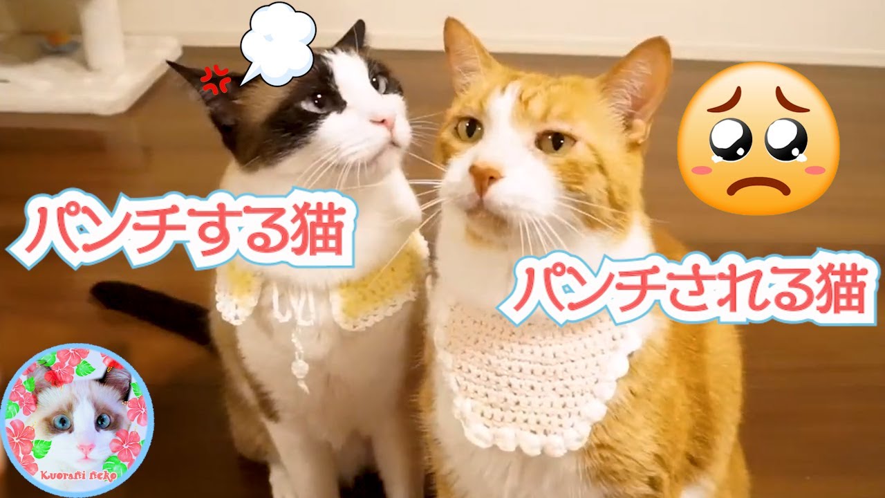シャム猫がでぶ猫にパンチをするには訳があります Reason for getting punched