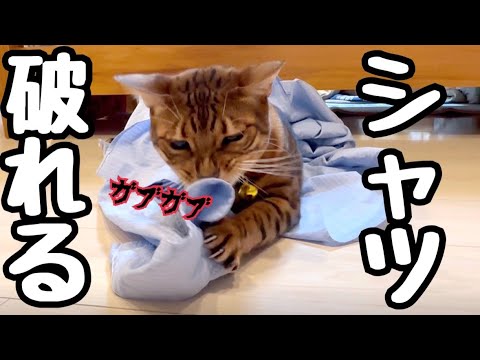 ニャイコパスが旦那のシャツが好き過ぎて破壊します