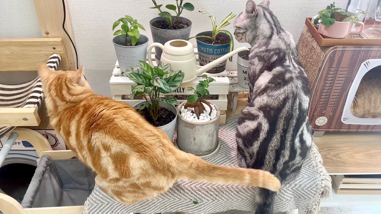 お、おい！そこはやめてぇー！ #猫 #cat #マンチカン