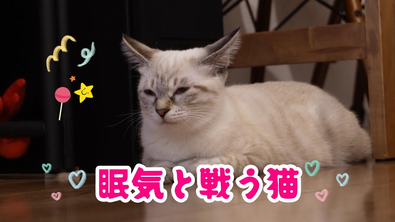 眠いのを必死で耐える姿がカワイイ♥シャムトラミックス#200