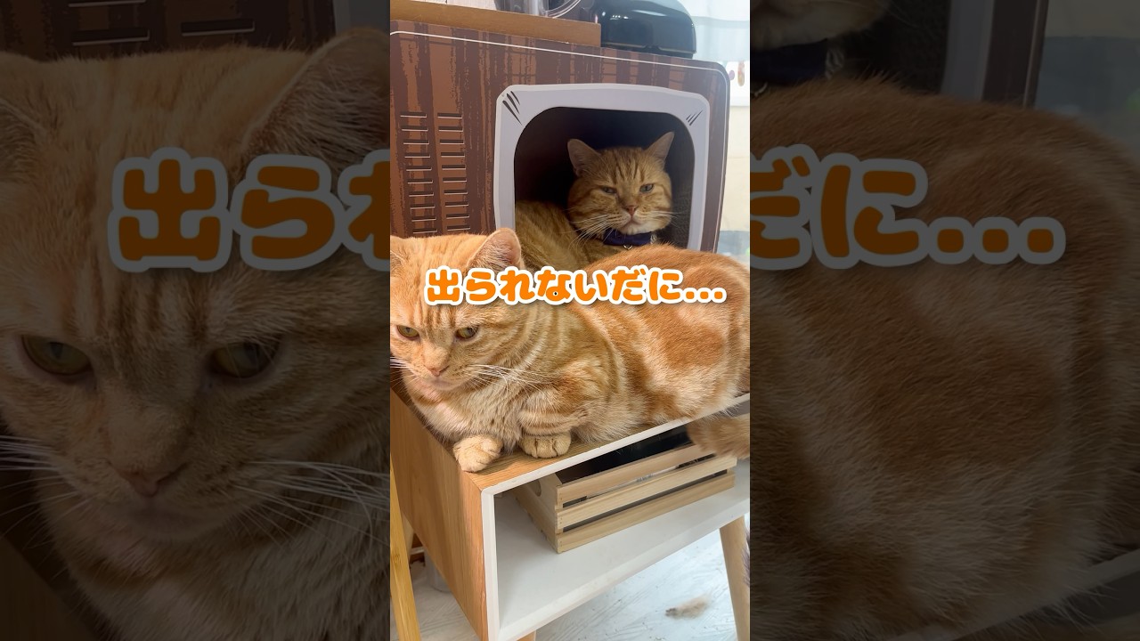 駐車場あるある #猫 #マンチカン #shorts