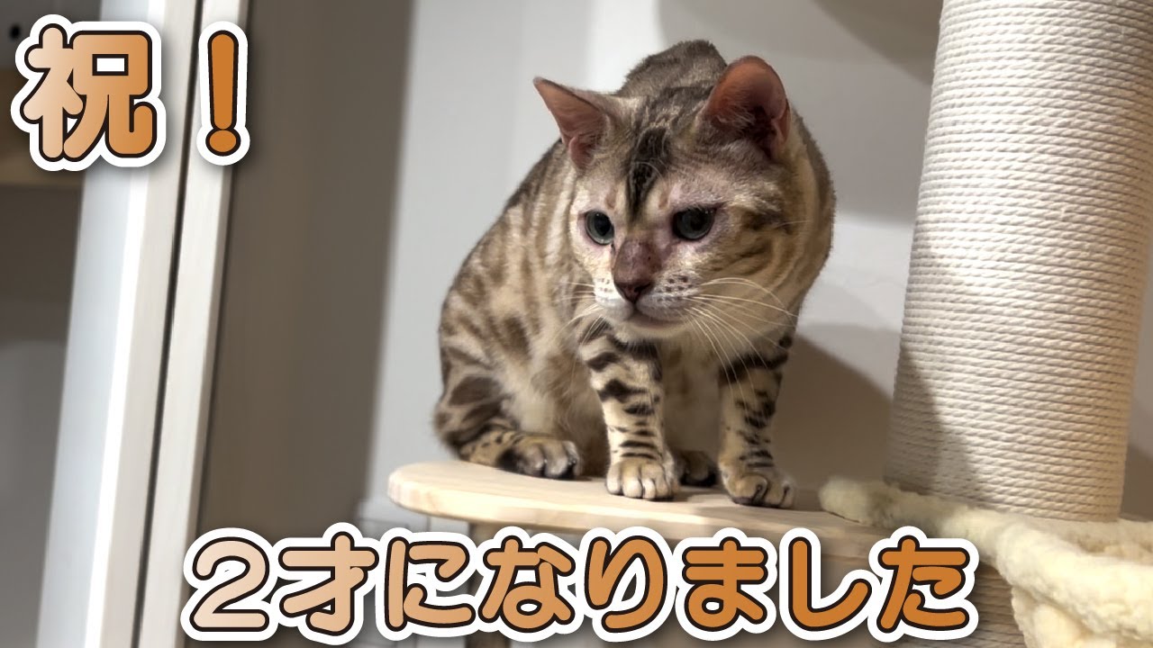 【スノーベンガル猫とトイプードル】祝！愛猫が２歳になりました！