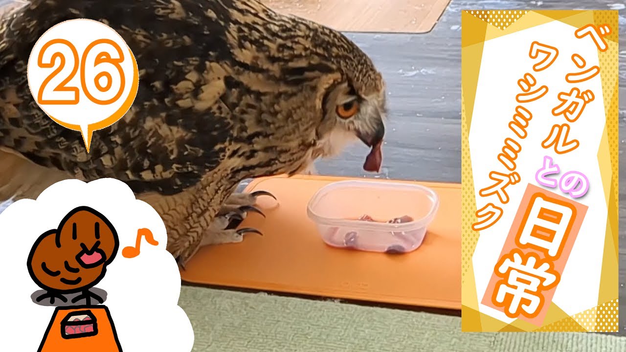 ベンガルワシミミズクとの日常#26+4コマ【言葉の理解】(〇v〇)