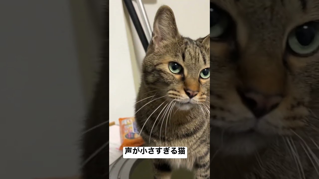 お返事するけど声が小さすぎる猫 #cat #猫 #shorts