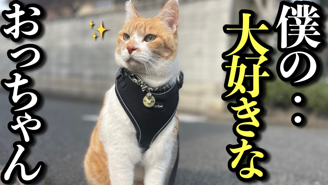 散歩中大好きなおっちゃんと会ったときと苦手な人とでは態度が全く違う猫｜モーニングルーティン