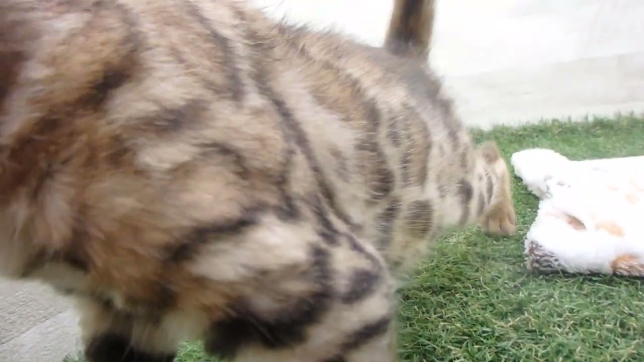 Coo&RIKU　No00651586 ベンガル