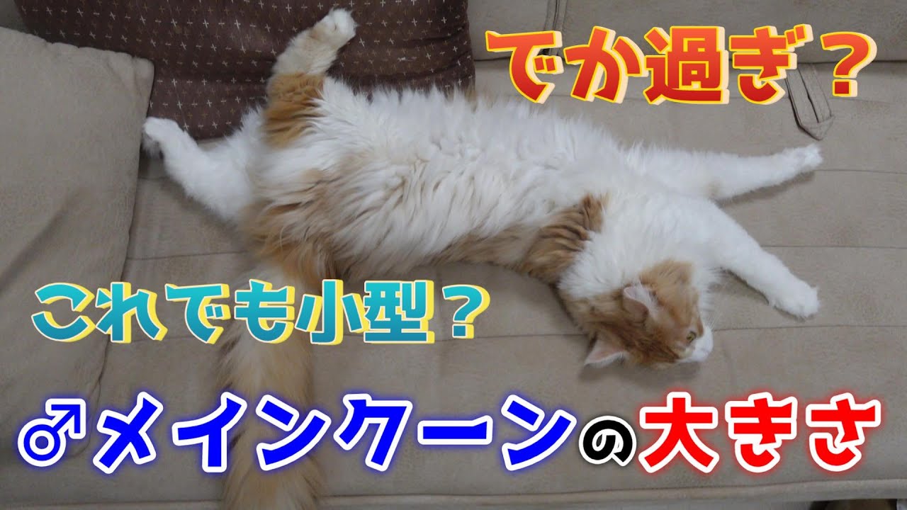 【小型でもデカ過ぎ？】♂メインクーンの大きさ