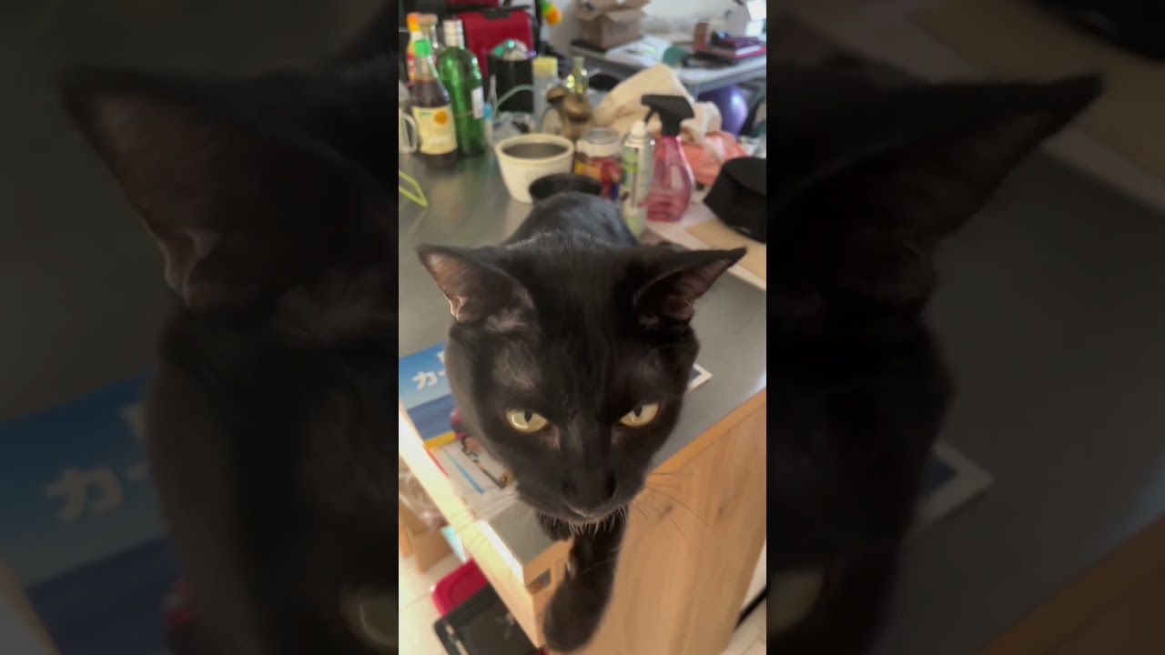 【猫動画】よく鳴くニャンズ【ニャー】#shorts #catvideos #catholic #catlover #猫