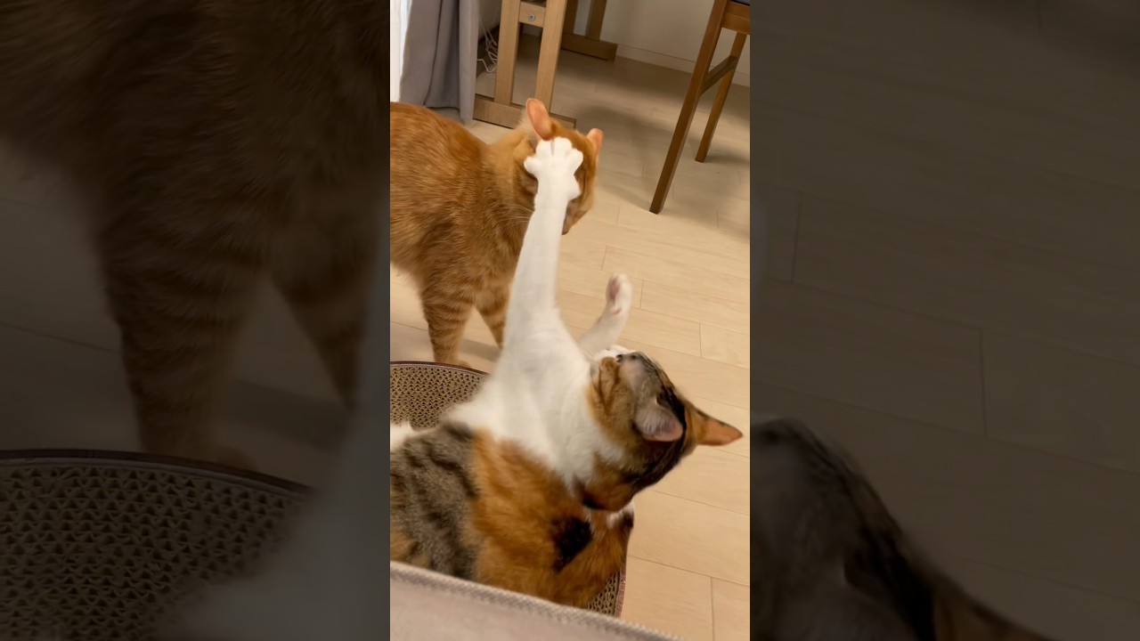 【爆笑】毎日笑わせにくる陽キャ猫まとめ