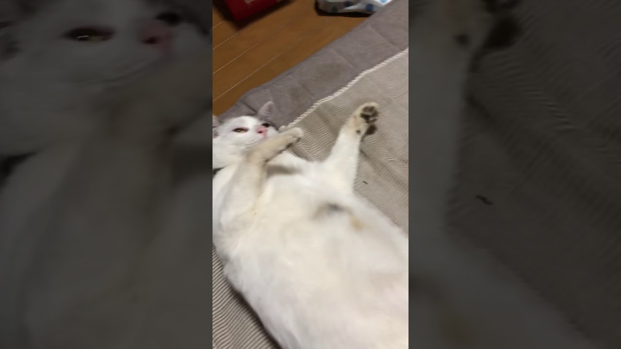 猫 ボンちゃん