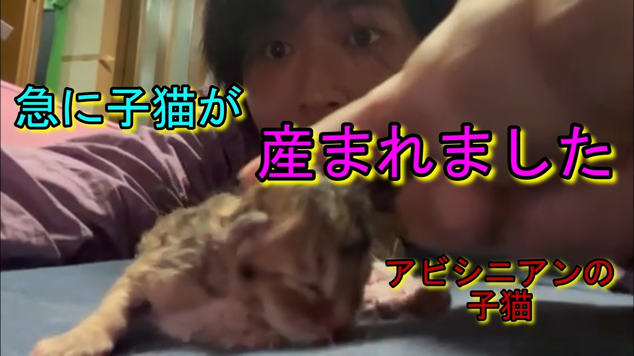急に子猫が産まれました アビシニアンの子猫