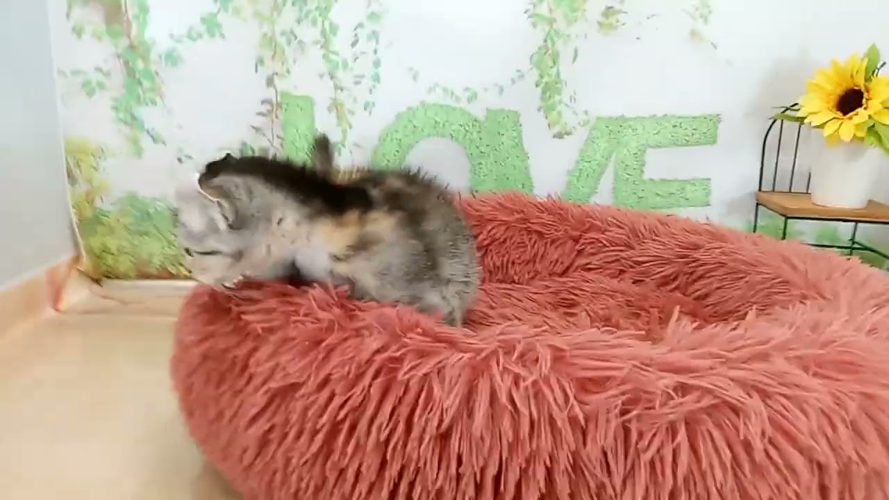 651191 アメリカンカール