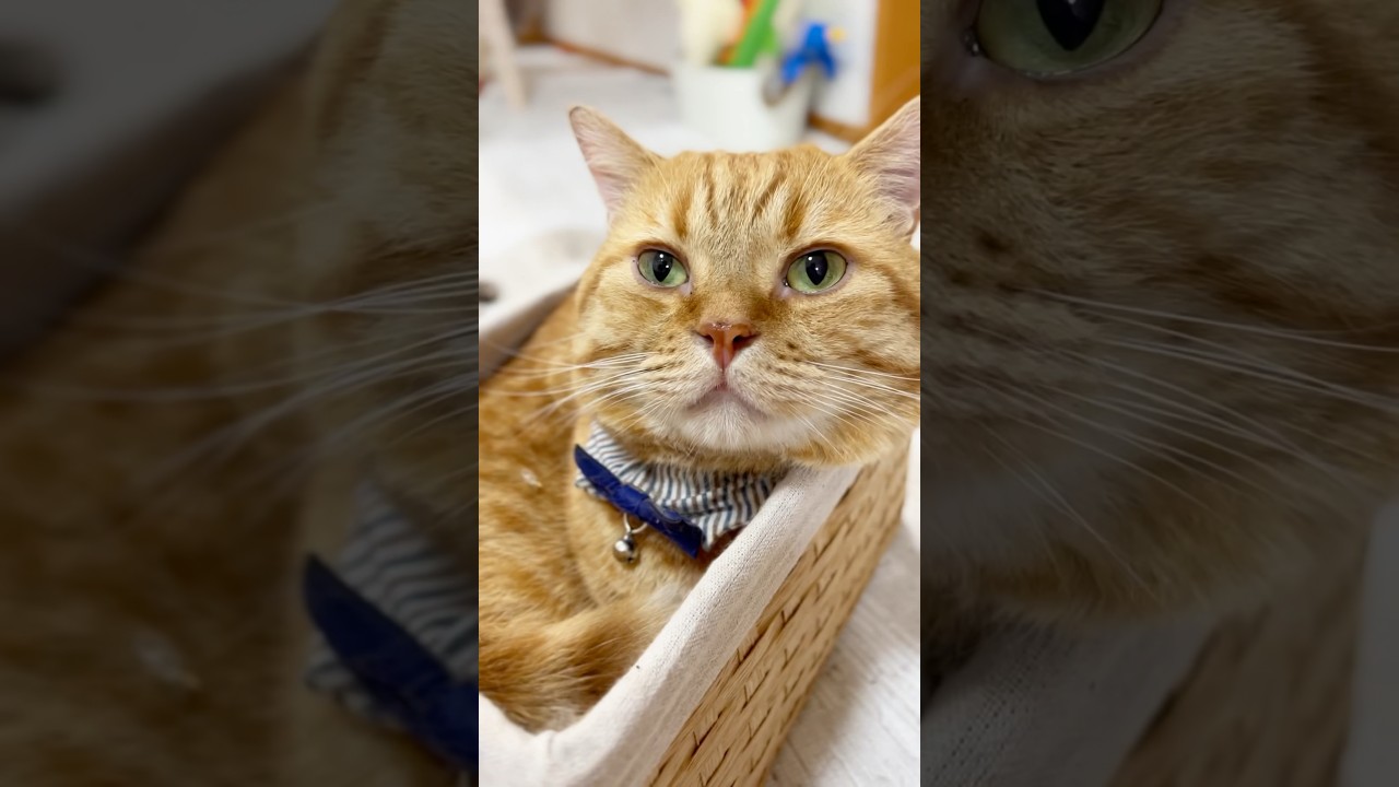 マンチカンの茶々くんが箱に入っていたら... #猫 #マンチカン #shorts