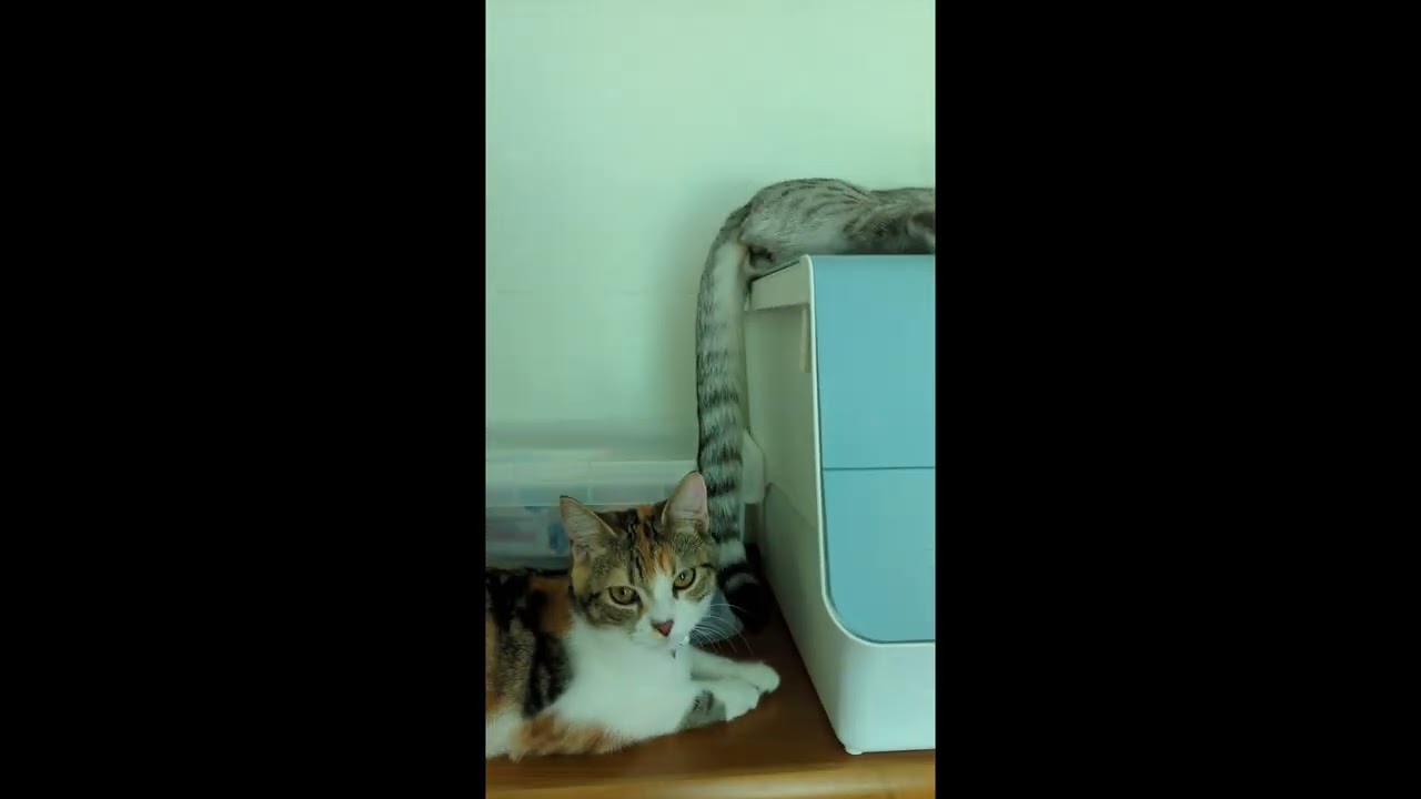 アメリカンカールの三毛猫とエジプシャンマウ