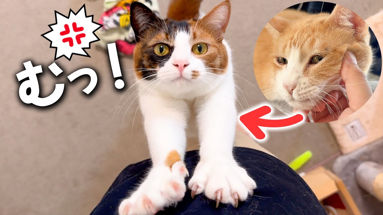 他の猫ばかりに構う飼い主に嫉妬してしまう三毛猫が可愛すぎました…