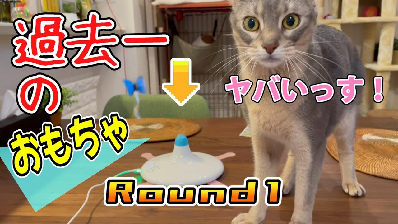 猫アビたん過去一のおもちゃに遭遇する♡