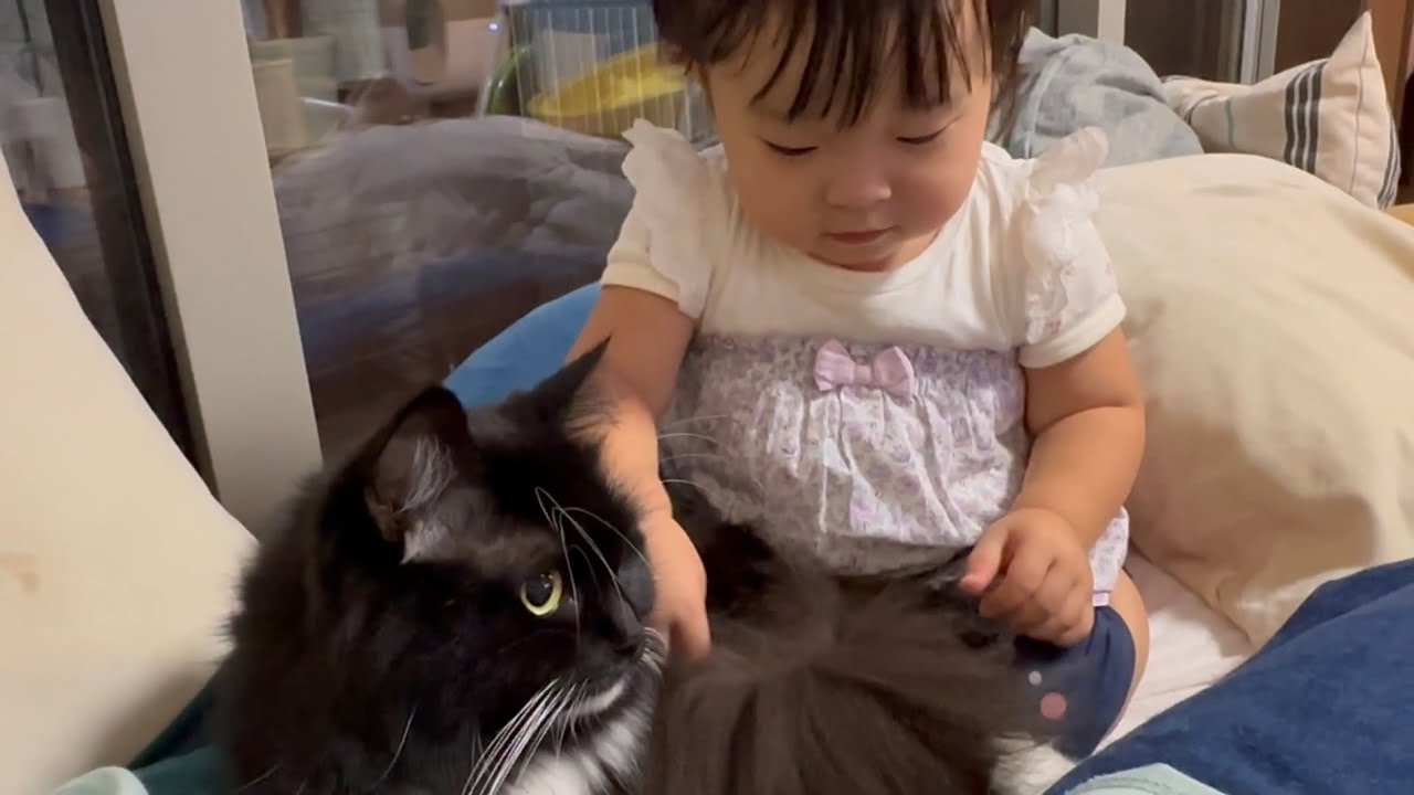 夕食の席に一番先に着席していた猫　ラガマフィンThe cat was the first to take a seat. Ragamuffin