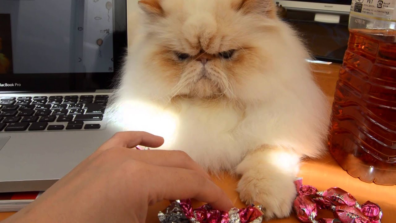 チョコの包み紙とブサカワヒマラヤン。