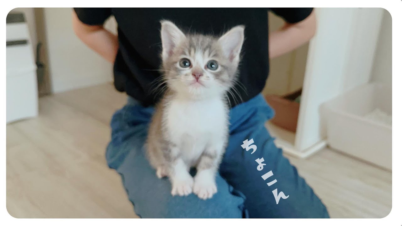 【子猫のミルボラ】何をしてもかわいすぎるぞー子猫たちぃ【保護猫生活23日目】