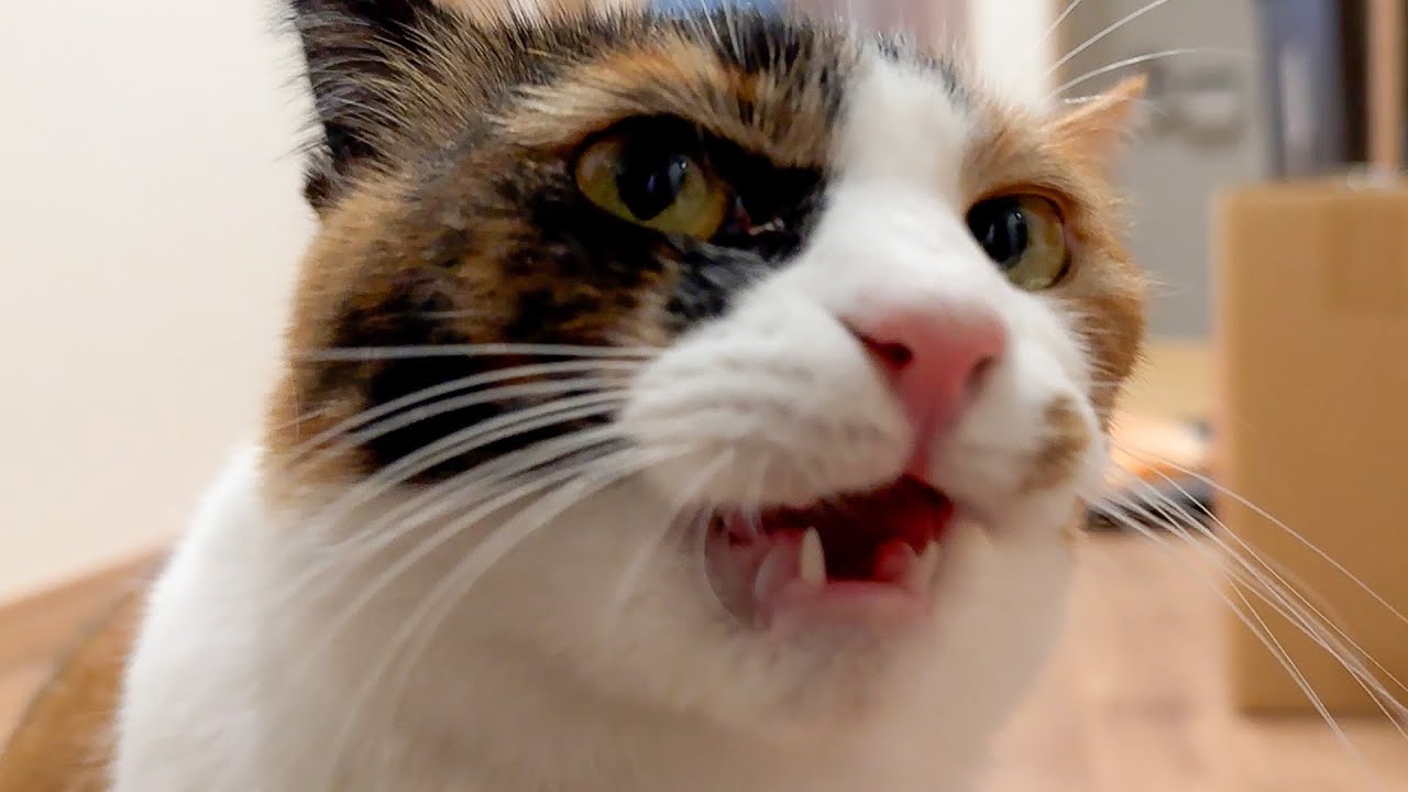 遠出してきた飼い主の帰宅に興奮を隠しきれない猫たち