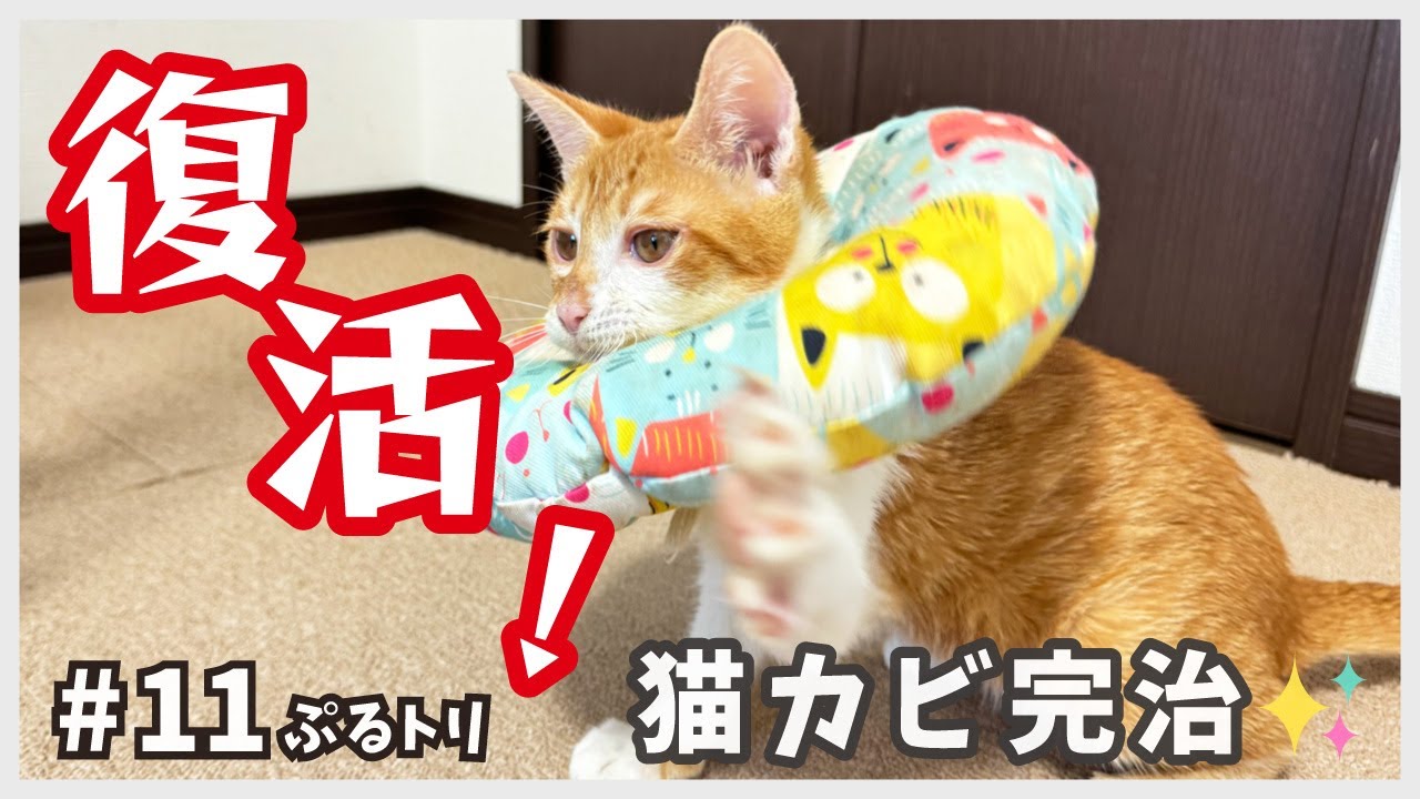 【危機からの回復】保護した子猫が元気に復活！猫カビから回復したその姿をご覧ください。【逆境子猫・ぷるトリ11】/ brown and white kitten