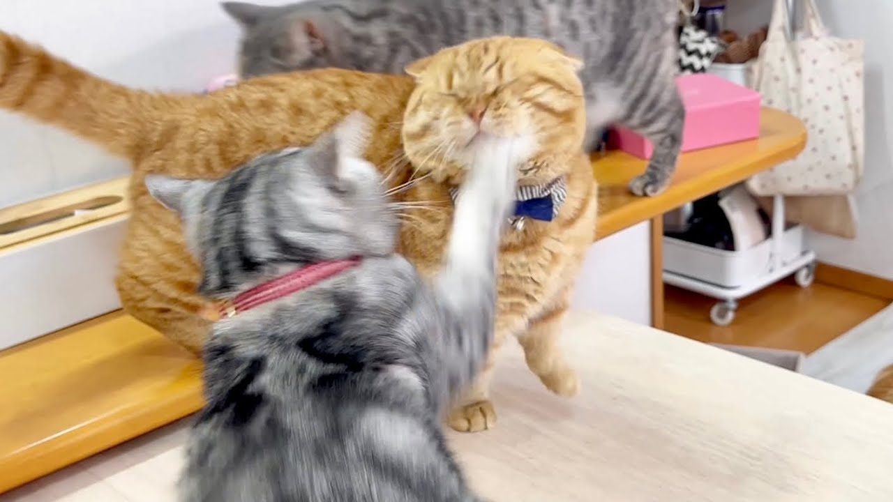 姐さんなんかこわくないやい！ #猫 #マンチカン