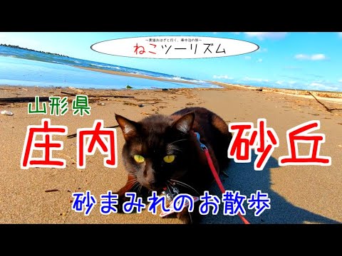 【猫と旅行】庄内砂丘でお散歩＆日没を見る【山形県】
