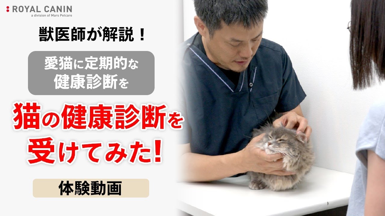【ロイヤルカナン公式】健康診断を受けてみた！＜体験動画＞　マンチカンしじみくんの場合