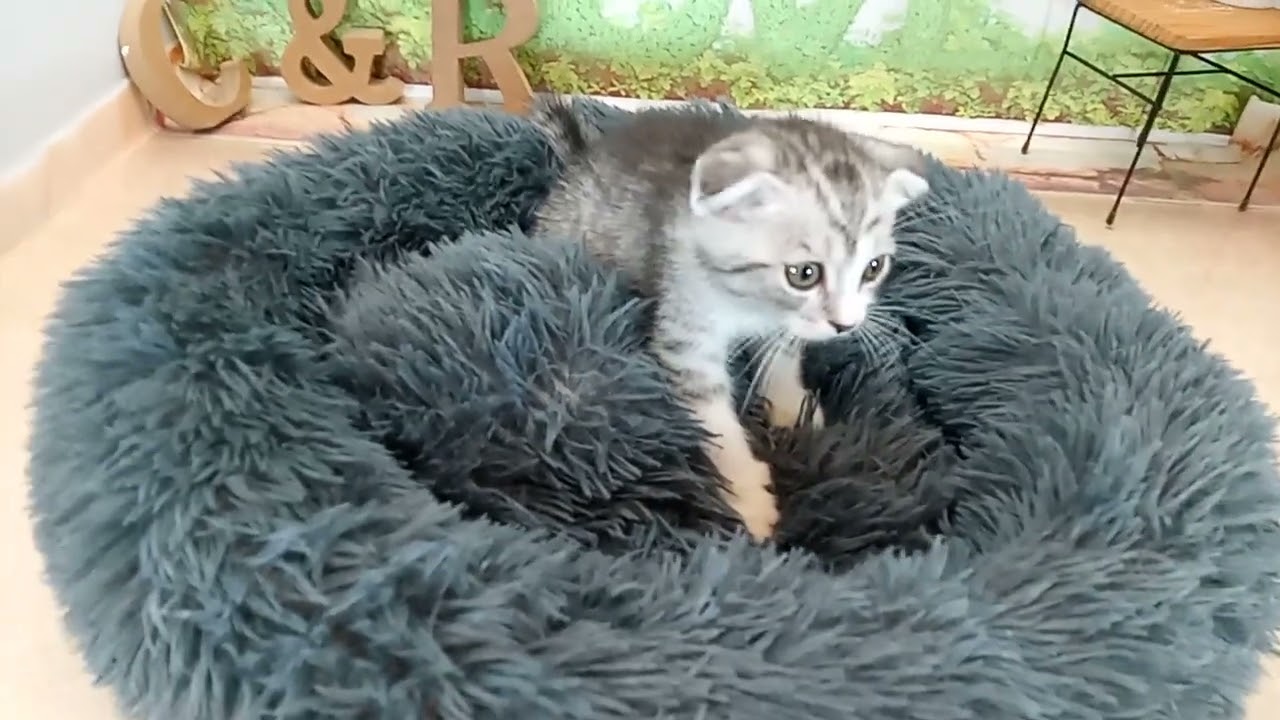 650453 スコティッシュフォールド