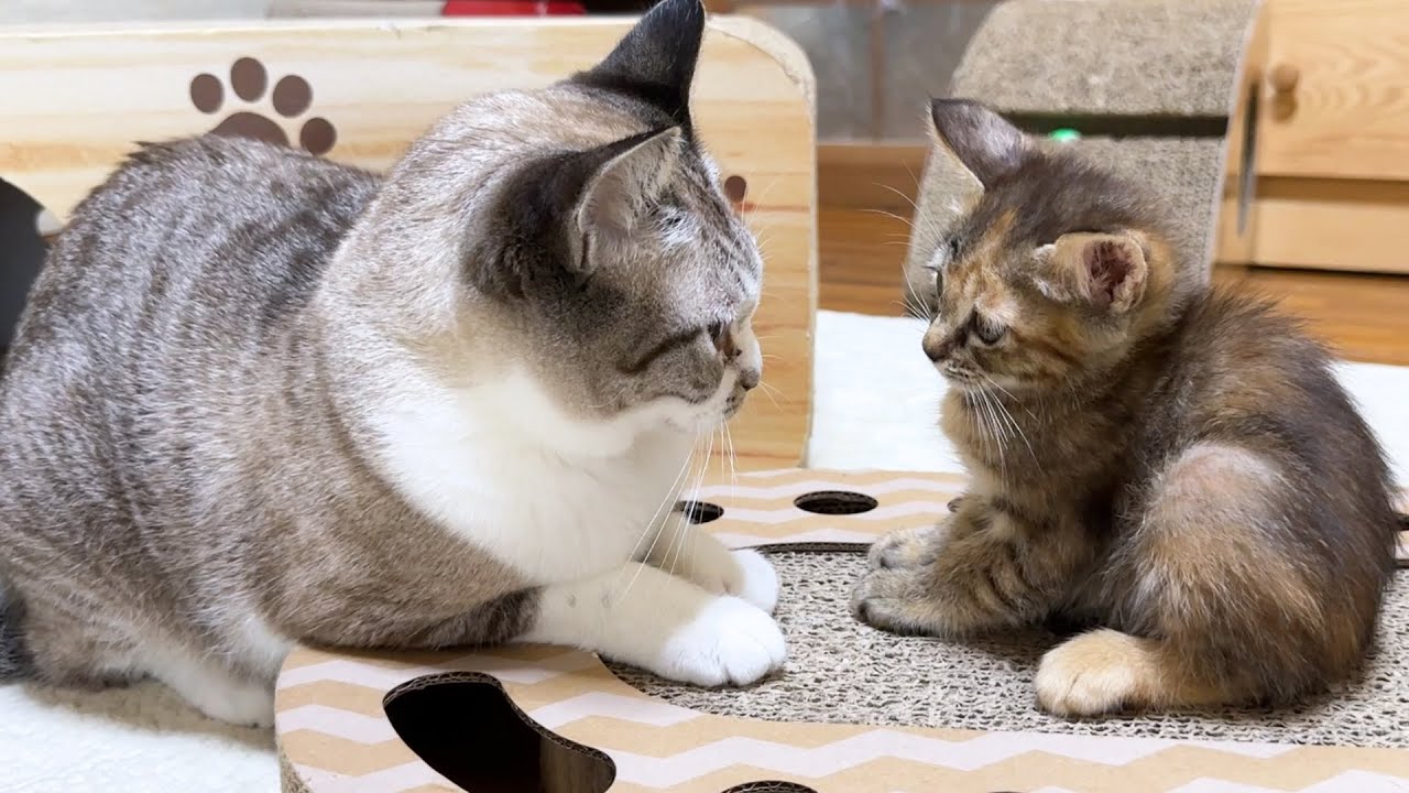 見つめる距離が近すぎて固まる子猫たち【子猫とお姫様猫ご対面3回目】