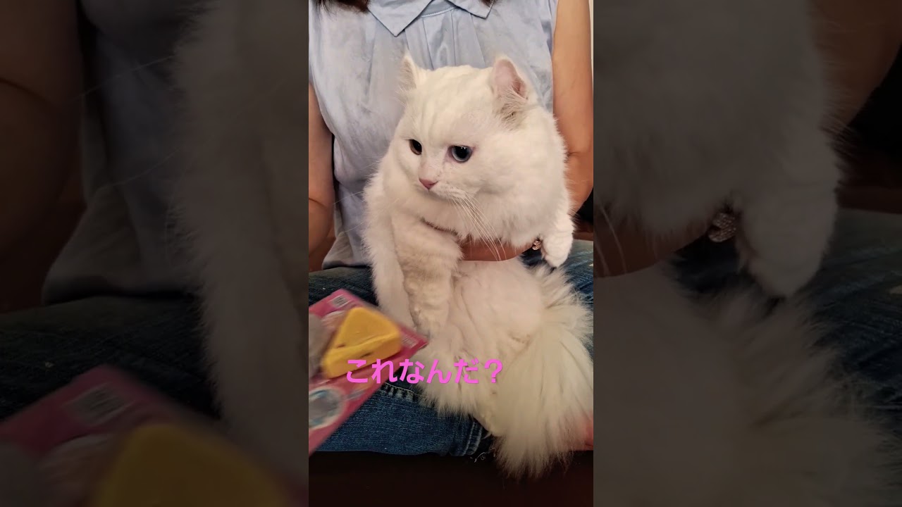 【オッドアイ幸せを呼ぶ猫】お友達がねずこんをもって遊びにきました#猫#cat#白猫#キンカロー#shorts
