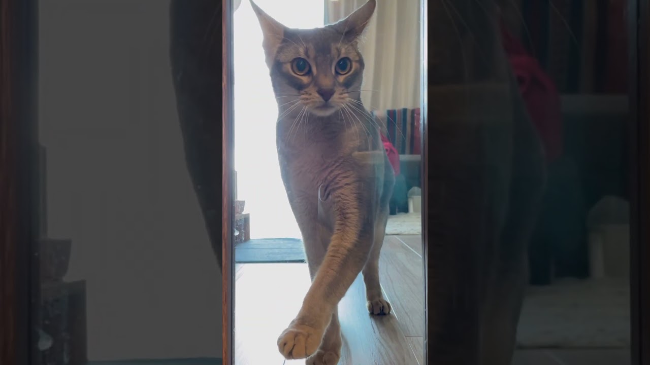 窓を掃除する猫の末路 #shorts #猫 #アビシニアン