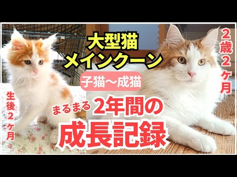 【総集編】大型猫メインクーンの成長記録。お迎えから2年が経ちました。