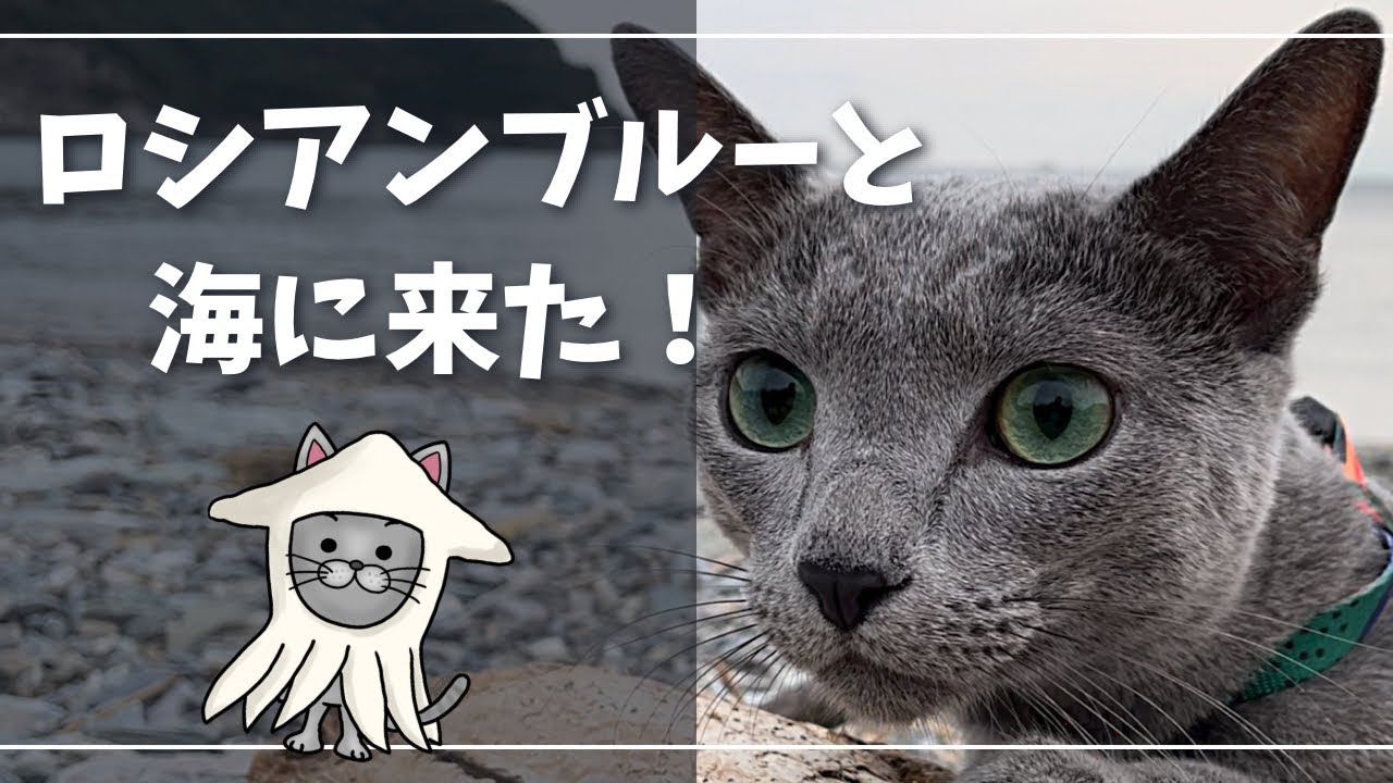 【ロシアンブルー】猫