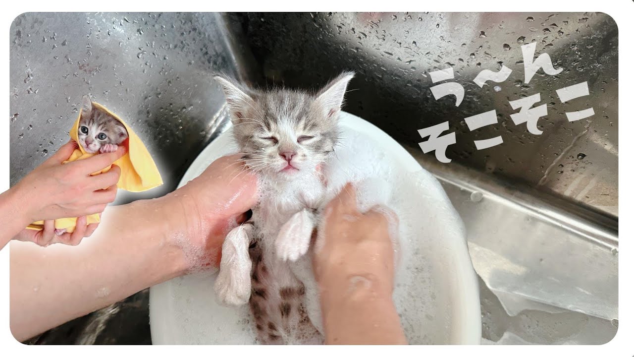 【子猫のお風呂】シャンプーしました！その後ゆっくり寝る子猫がかわいいぃいい【保護猫生活24日目】