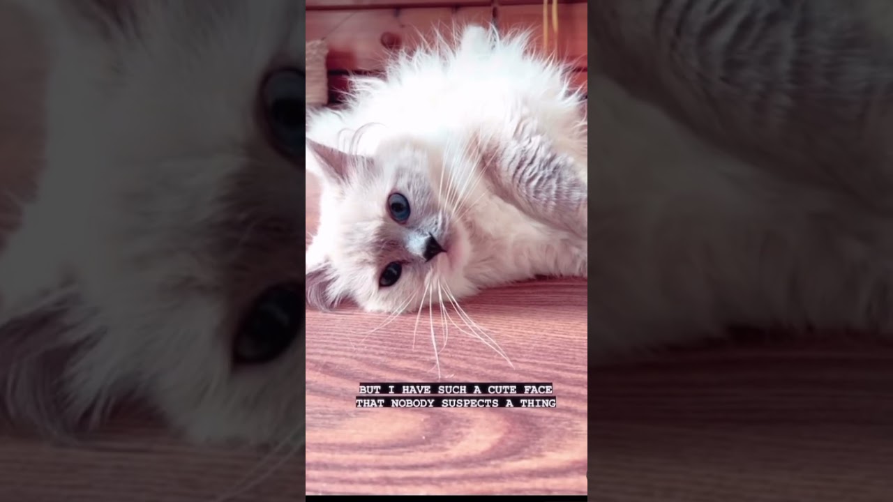 Mean Ragdoll cat 😜😂 #cat #youtubeshorts #ytshorts #shorts